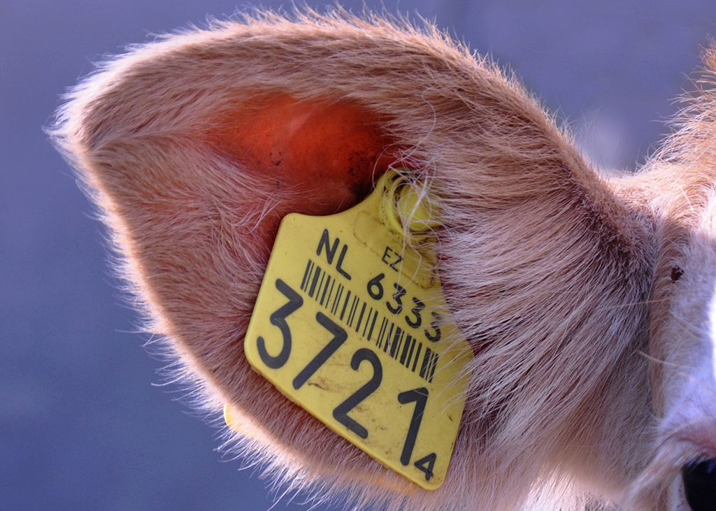 Animal Farming Tags by Laser Marking