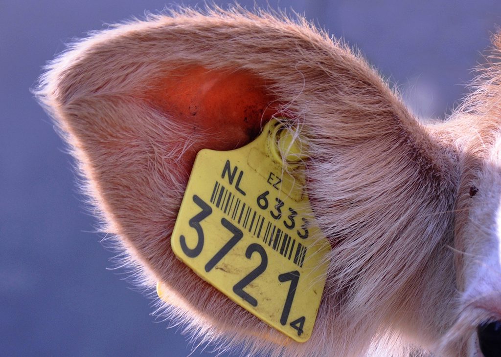 Animal Farming Tags by Laser Marking